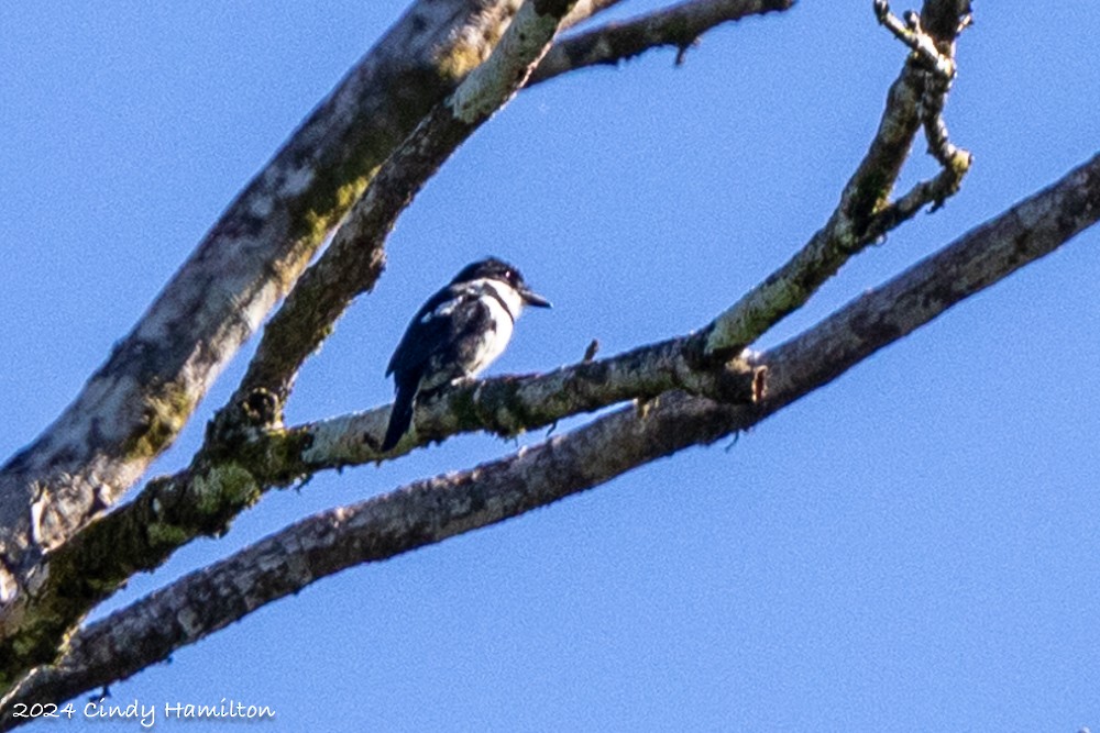 Pied Puffbird - ML615419234