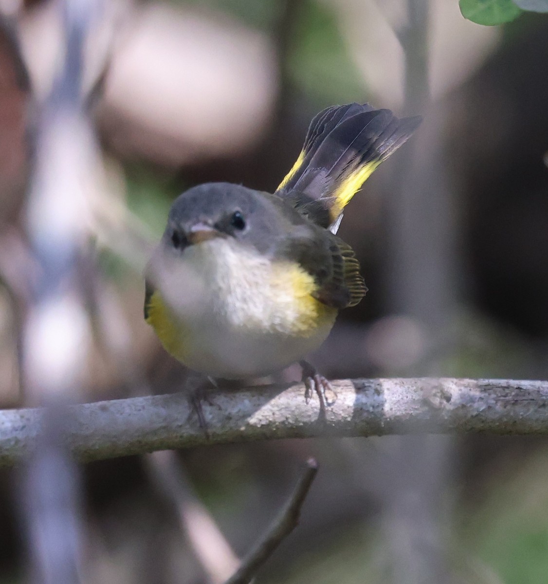 American Redstart - ML615419262