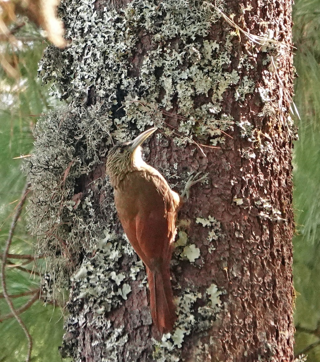 Strong-billed Woodcreeper - Diane Drobka