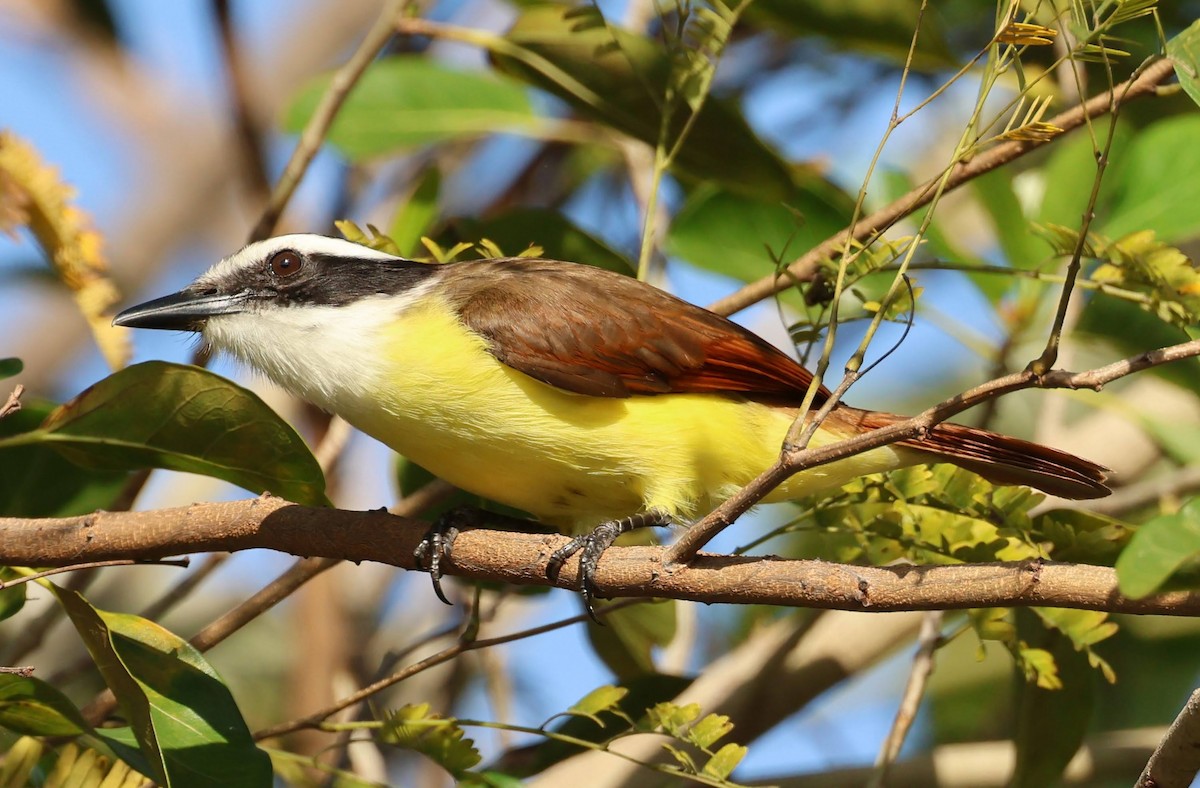 Great Kiskadee - ML615419295