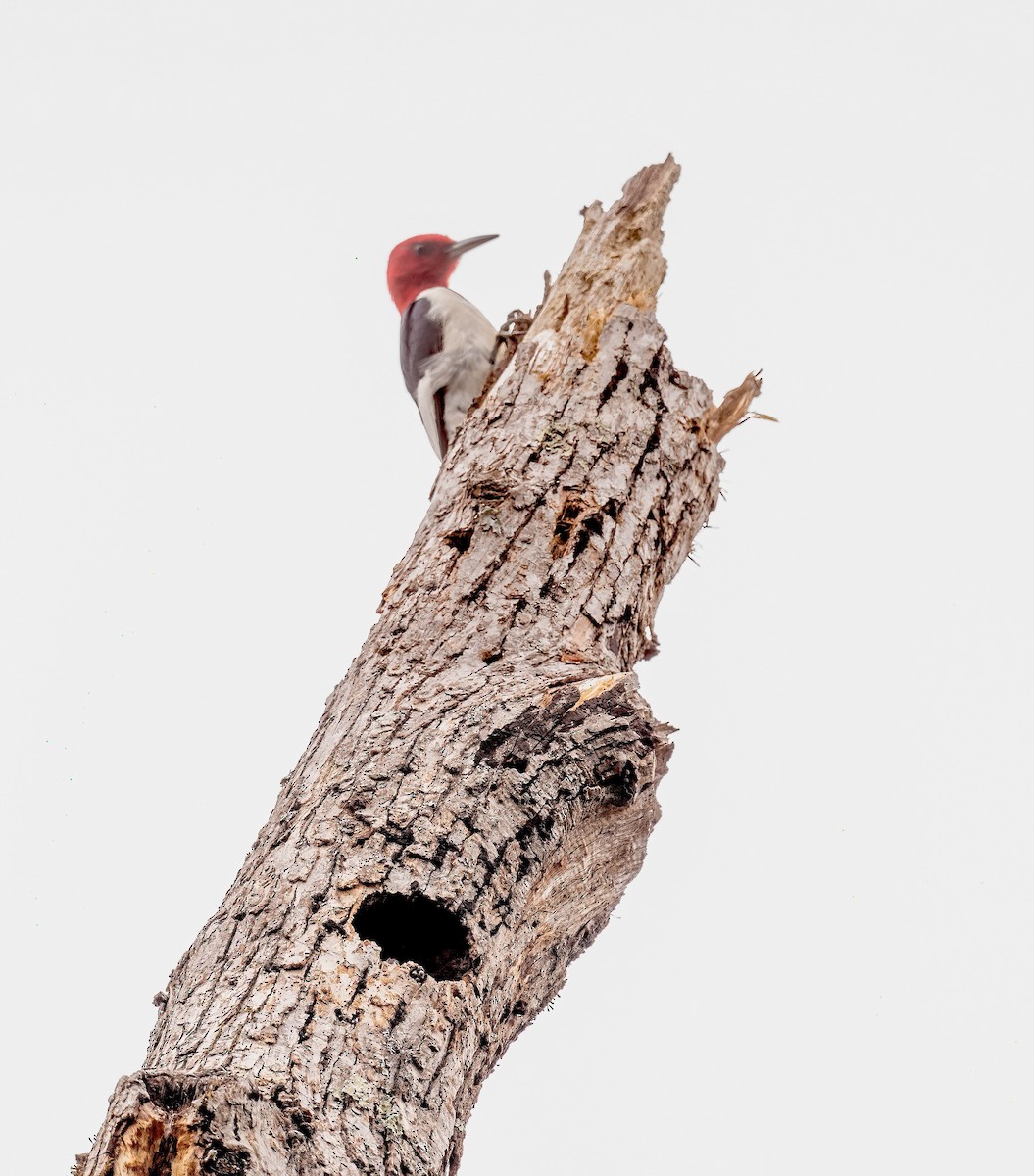 Red-headed Woodpecker - Patricia Dortch