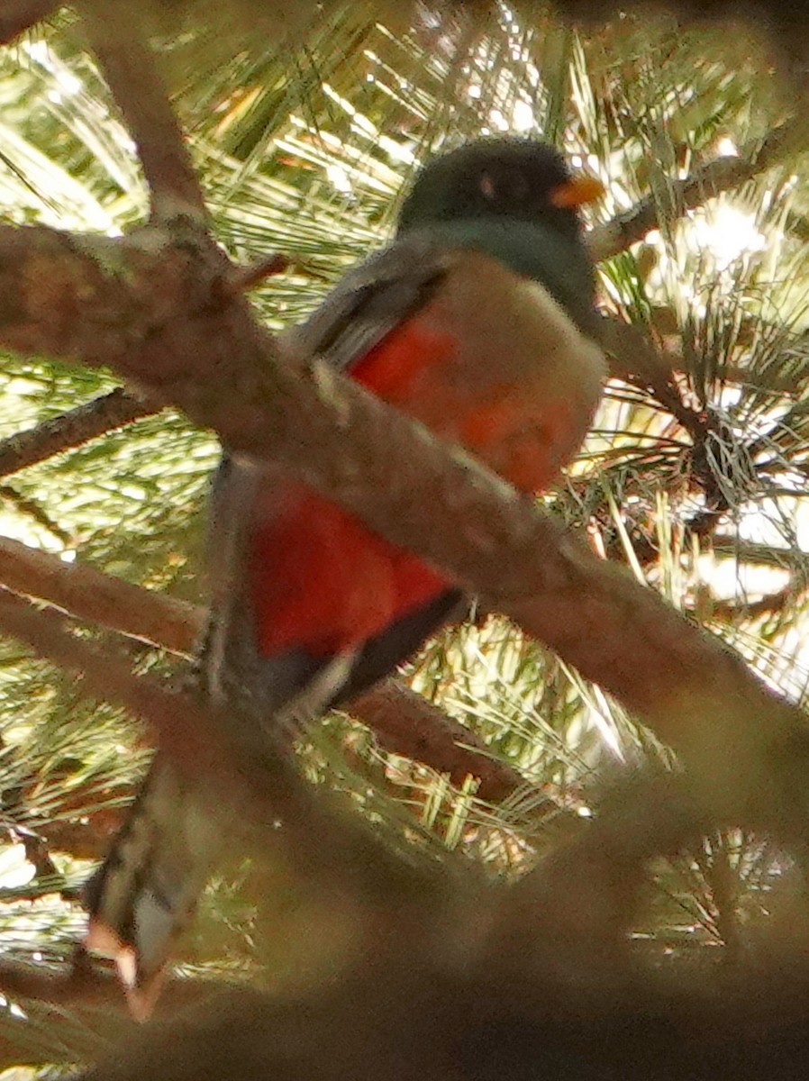 Mountain Trogon - Diane Drobka