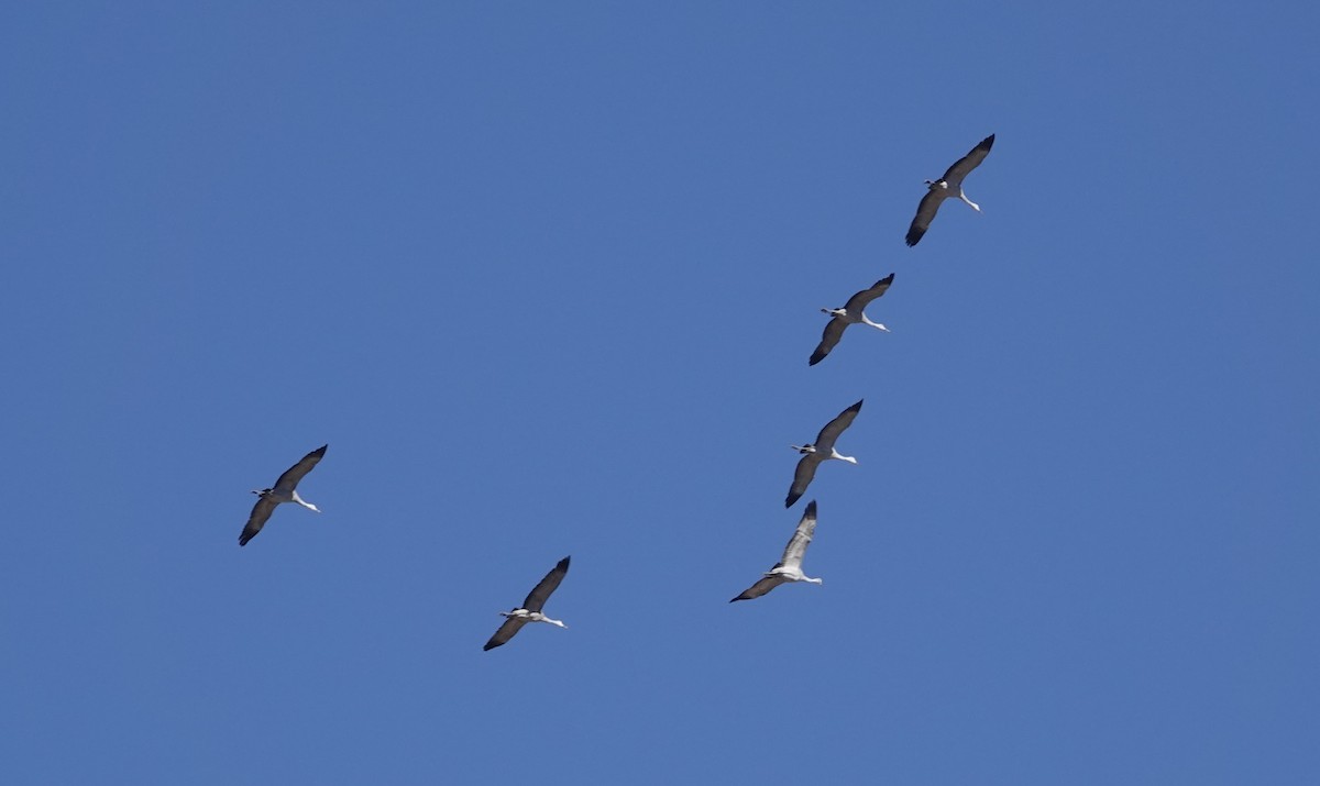 Sandhill Crane - ML615419359