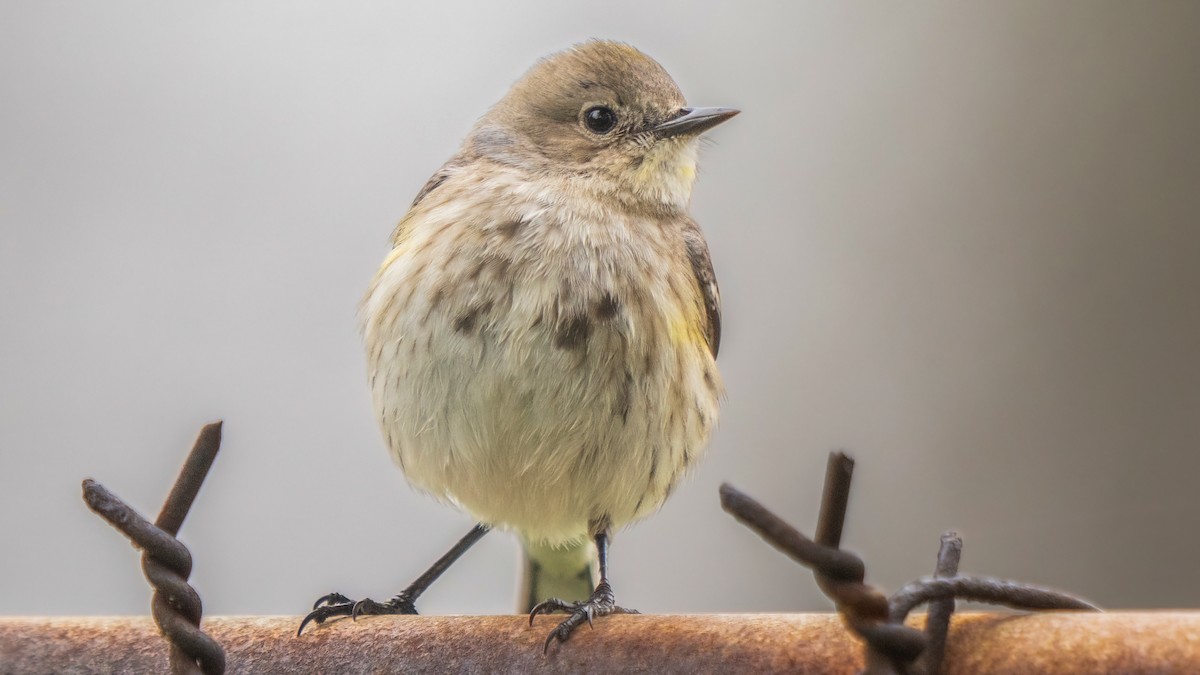 Yellow-rumped Warbler - chef Ito