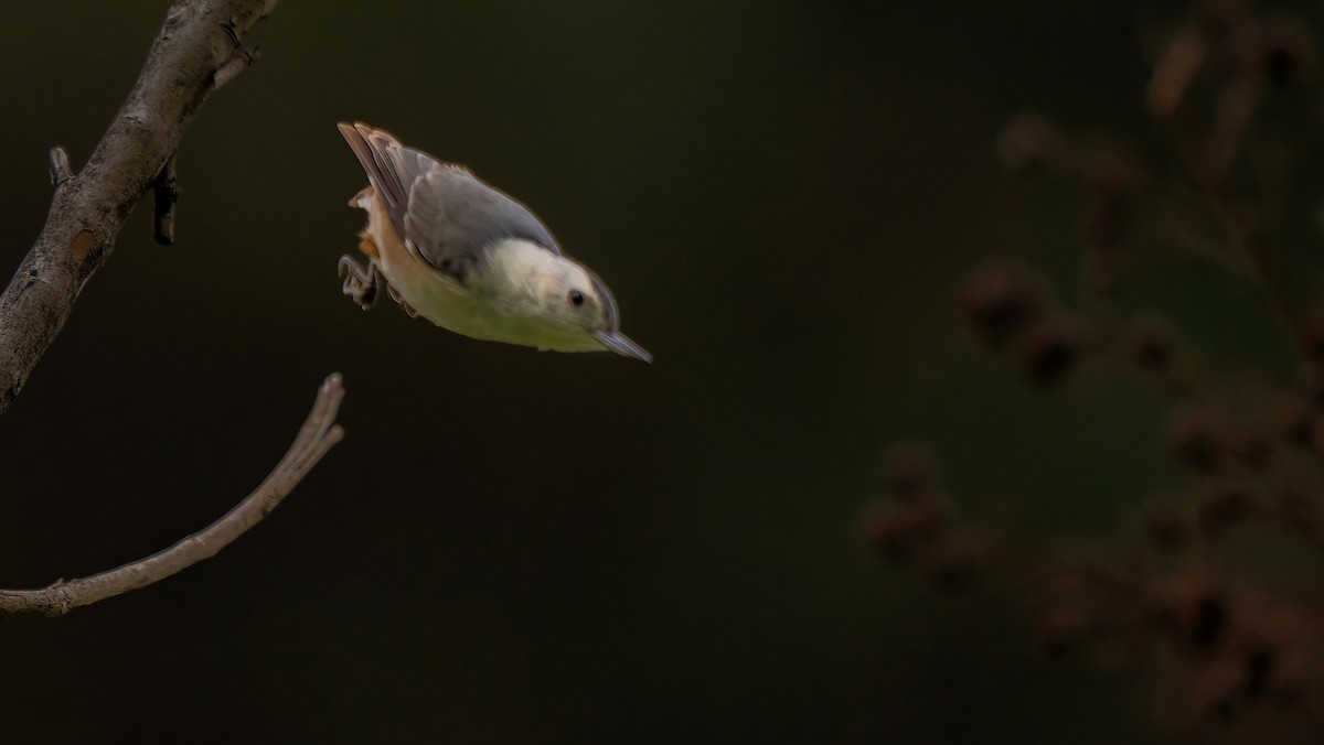 White-breasted Nuthatch - ML615419389