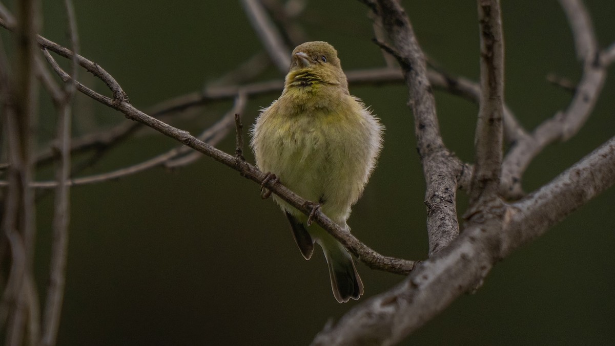 Lesser Goldfinch - ML615419398