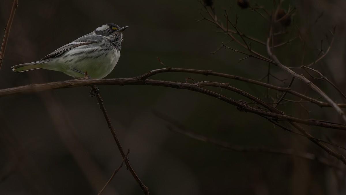 Black-throated Gray Warbler - ML615419400