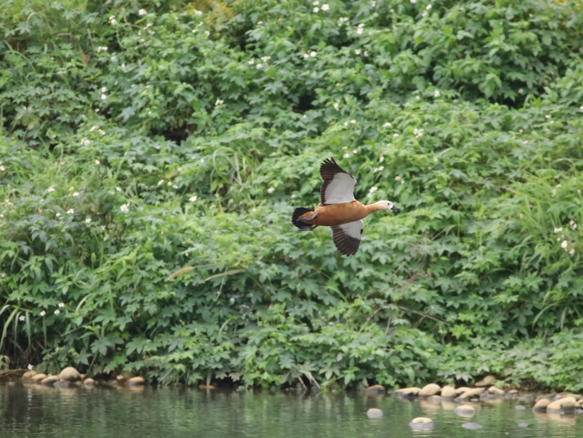 Ruddy Shelduck - ML615419401