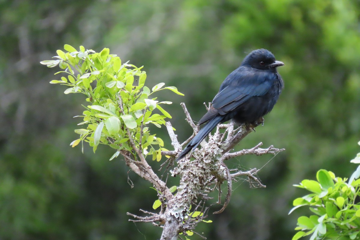 Fork-tailed Drongo - ML615419403