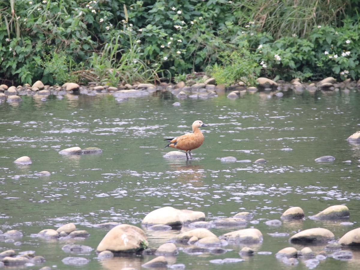 Ruddy Shelduck - ML615419411