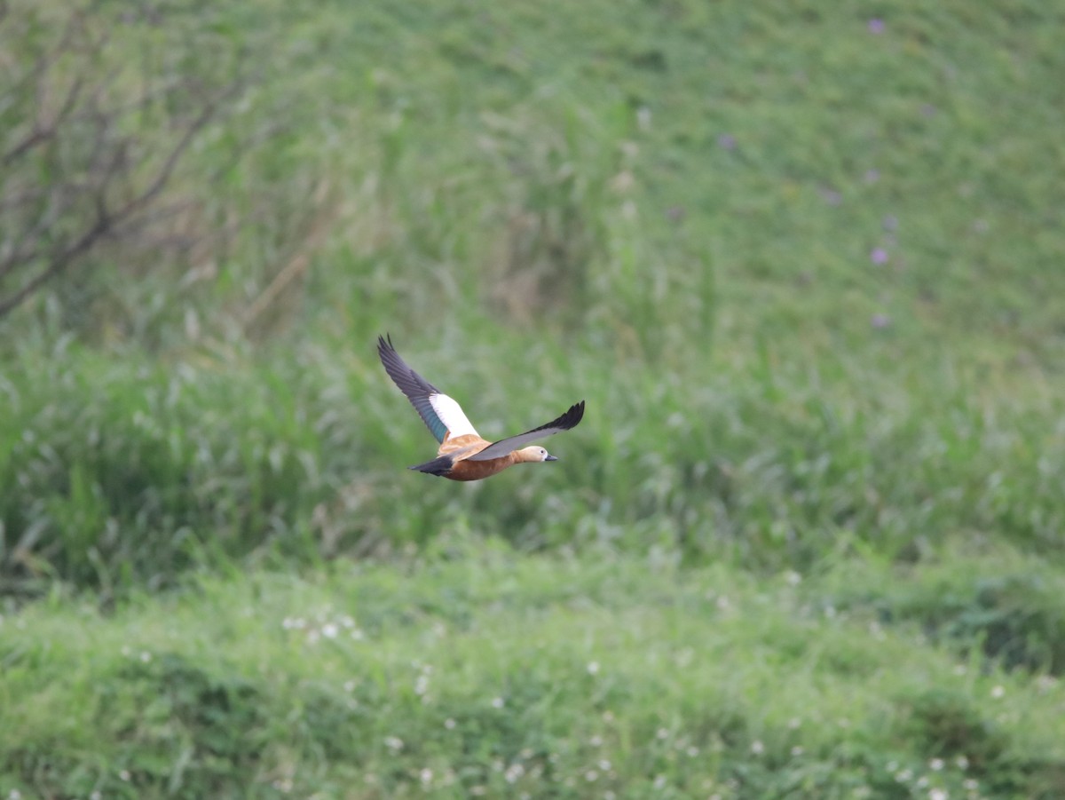 Ruddy Shelduck - ML615419419