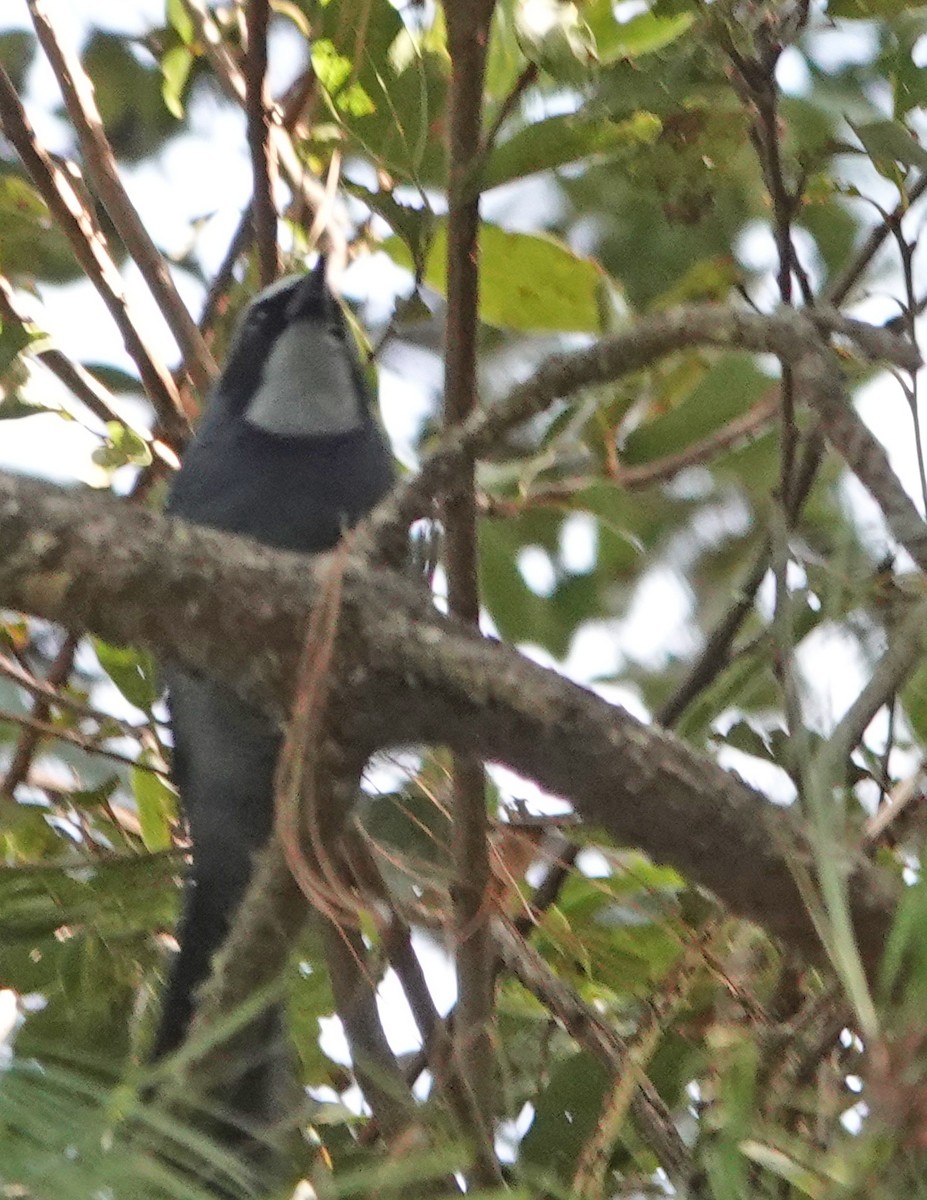 Dwarf Jay - Diane Drobka