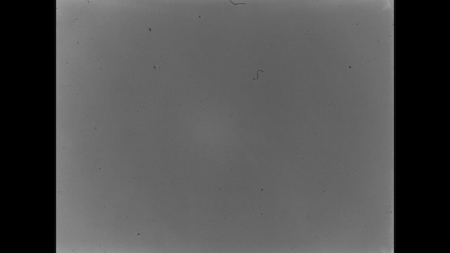 kalypta štíhloocasá - ML615419445
