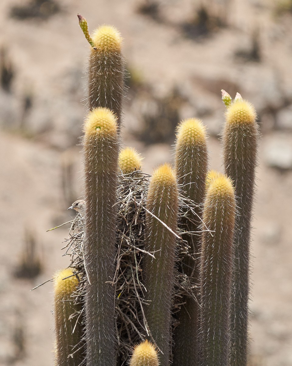 Cactus Canastero - ML615419507