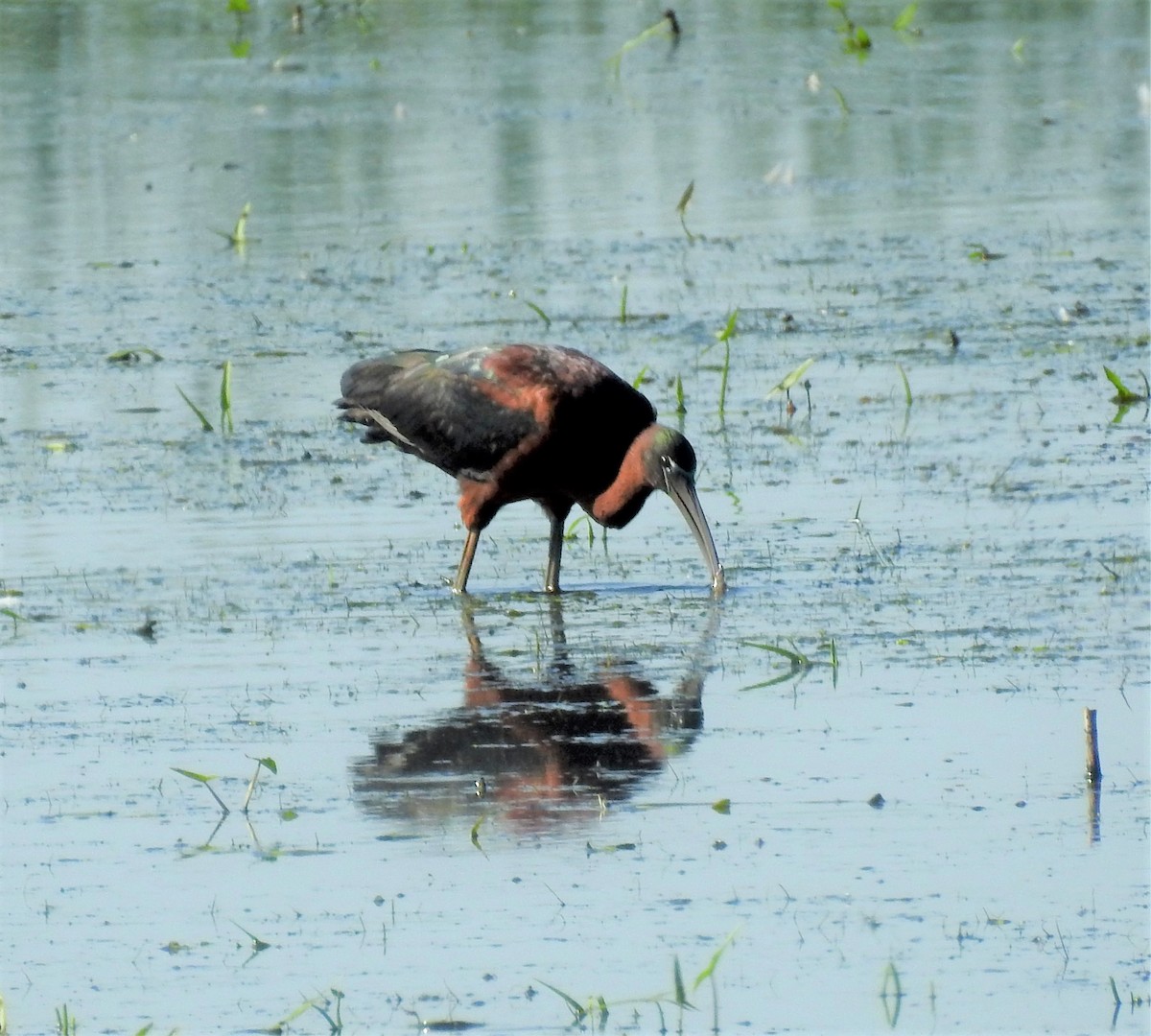 Glossy Ibis - Sue Ascher