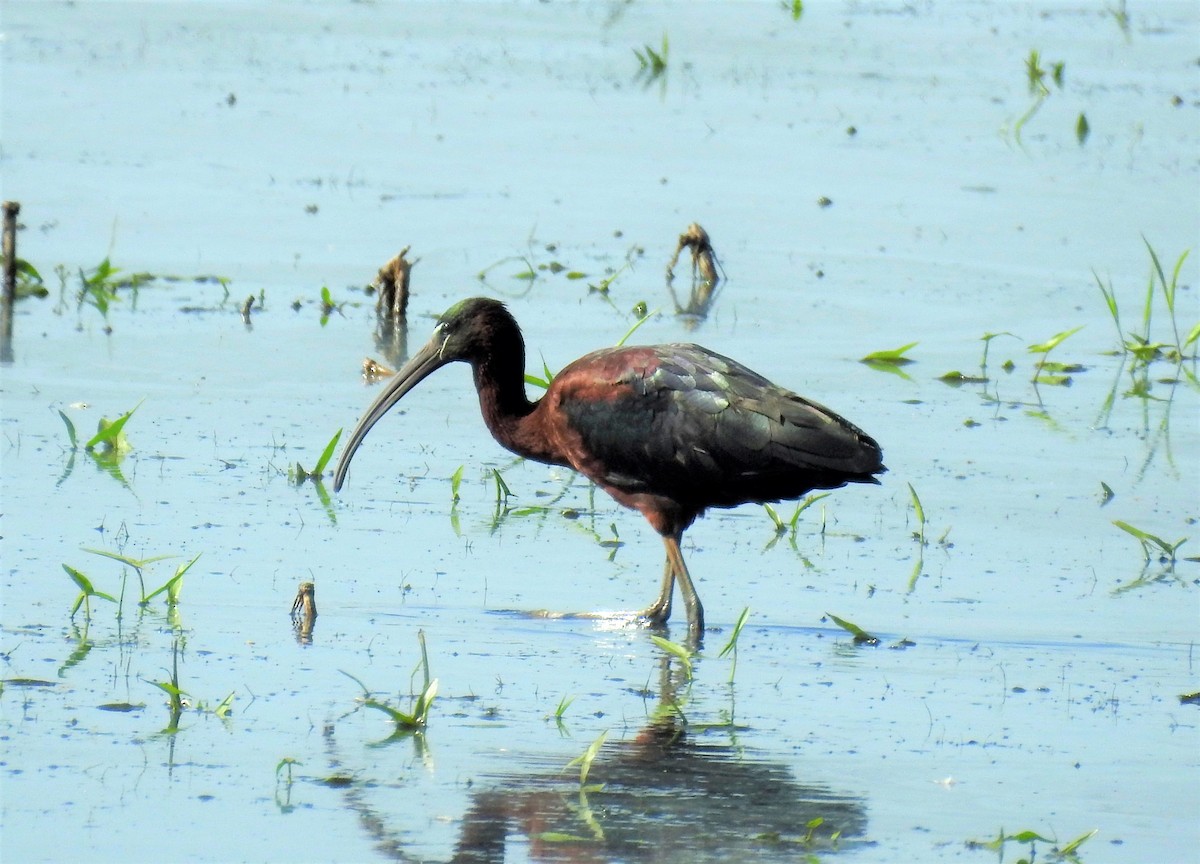 Glossy Ibis - ML615419547