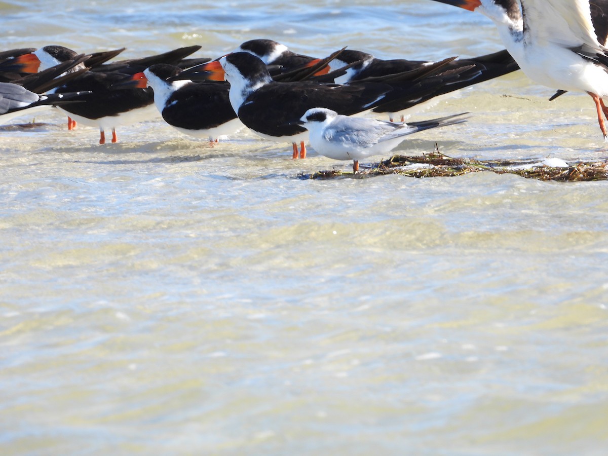 Forster's Tern - ML615419573