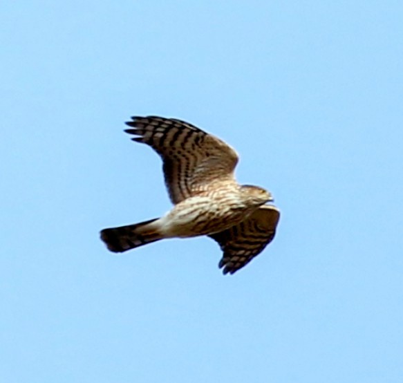 Sharp-shinned Hawk (Northern) - Phil Mills