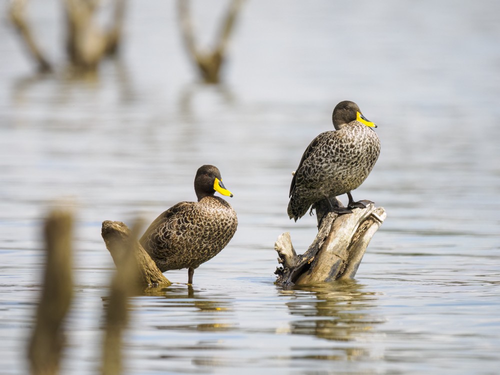 Canard à bec jaune - ML615419625