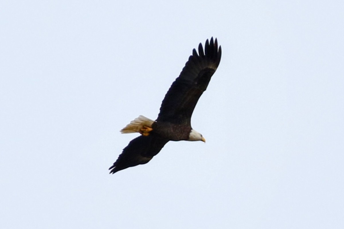 Bald Eagle - Phil Mills