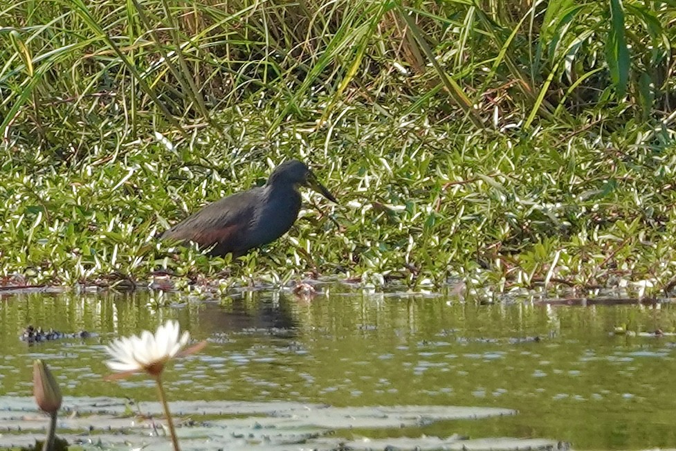 Rufous-bellied Heron - ML615419637