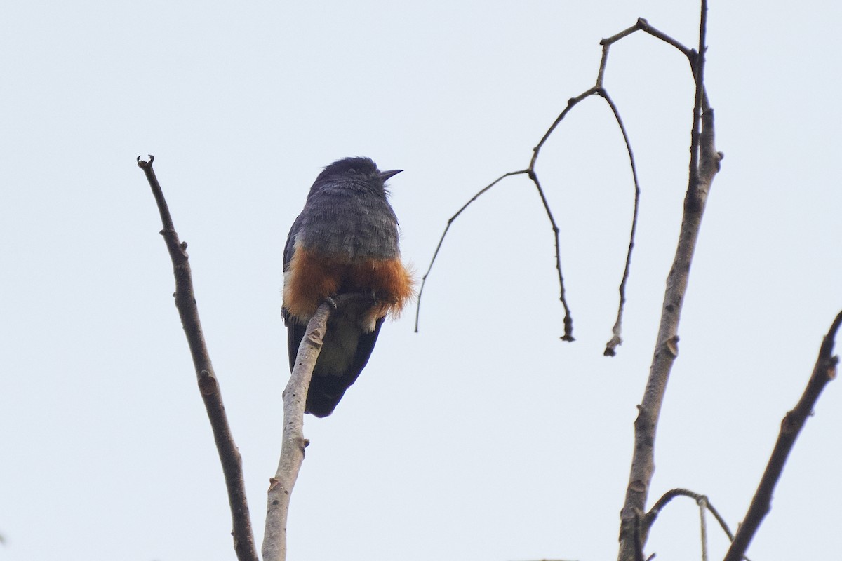 Swallow-winged Puffbird - ML615419651