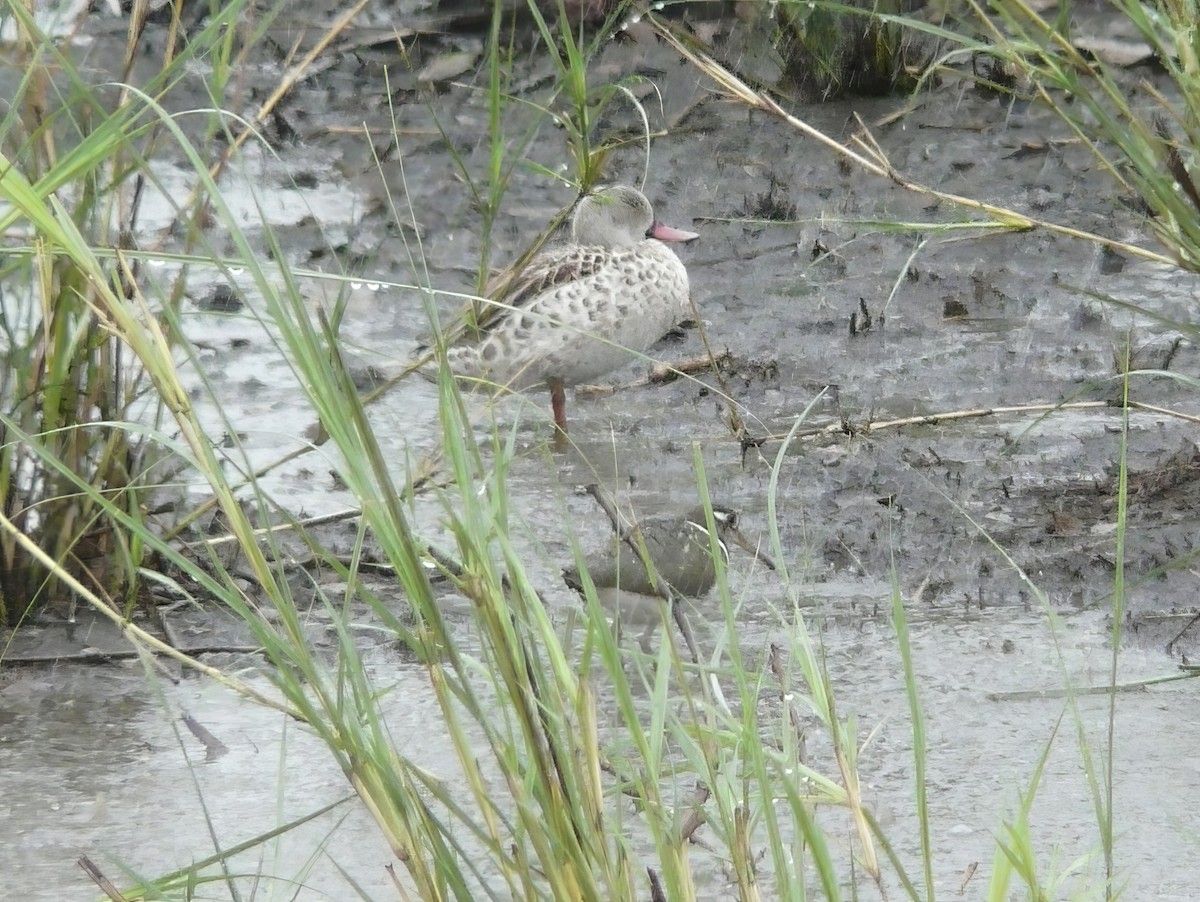 Greater Painted-Snipe - ML615419663