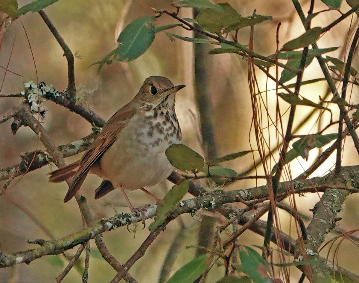 Hermit Thrush - Diane Drobka