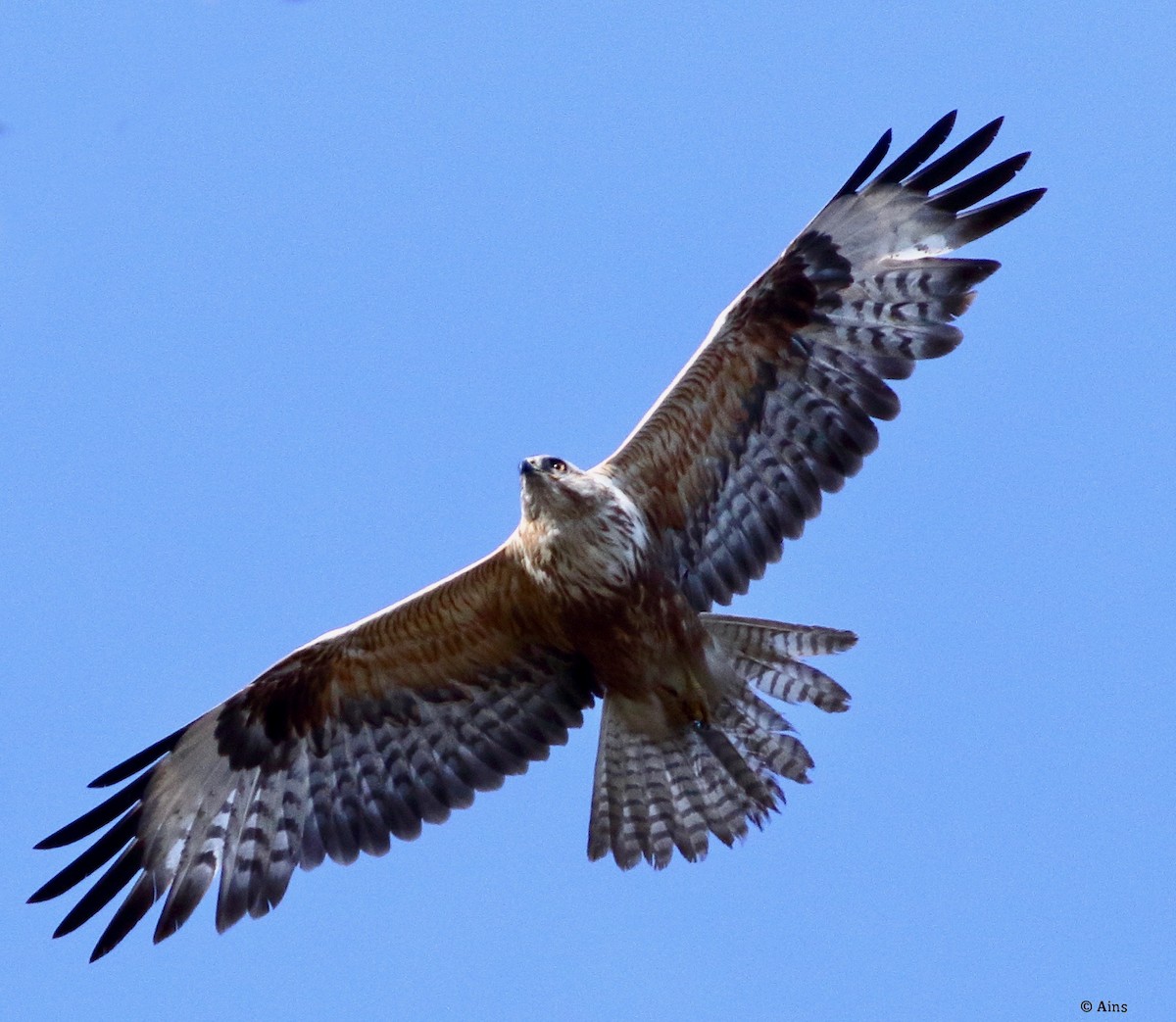 Канюк степовий - ML615419667