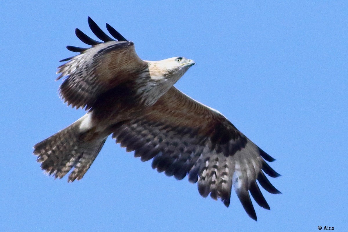 Канюк степовий - ML615419668