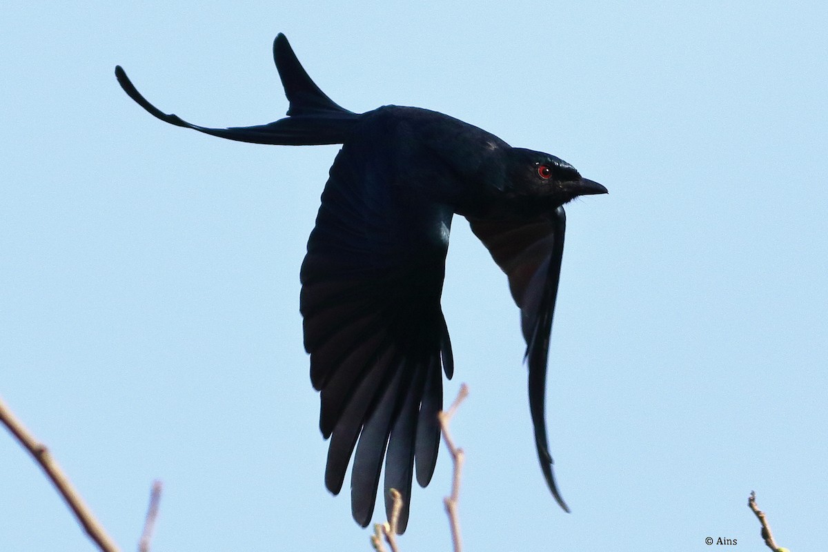 drongo kouřový - ML615419672