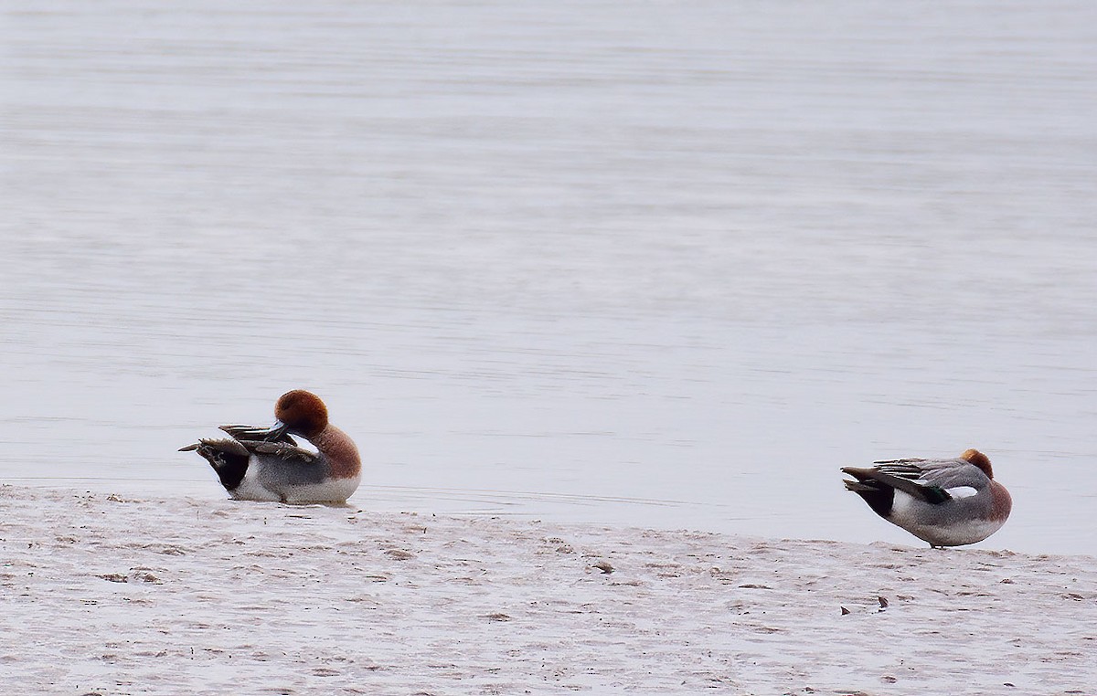 Eurasian Wigeon - Ad Konings