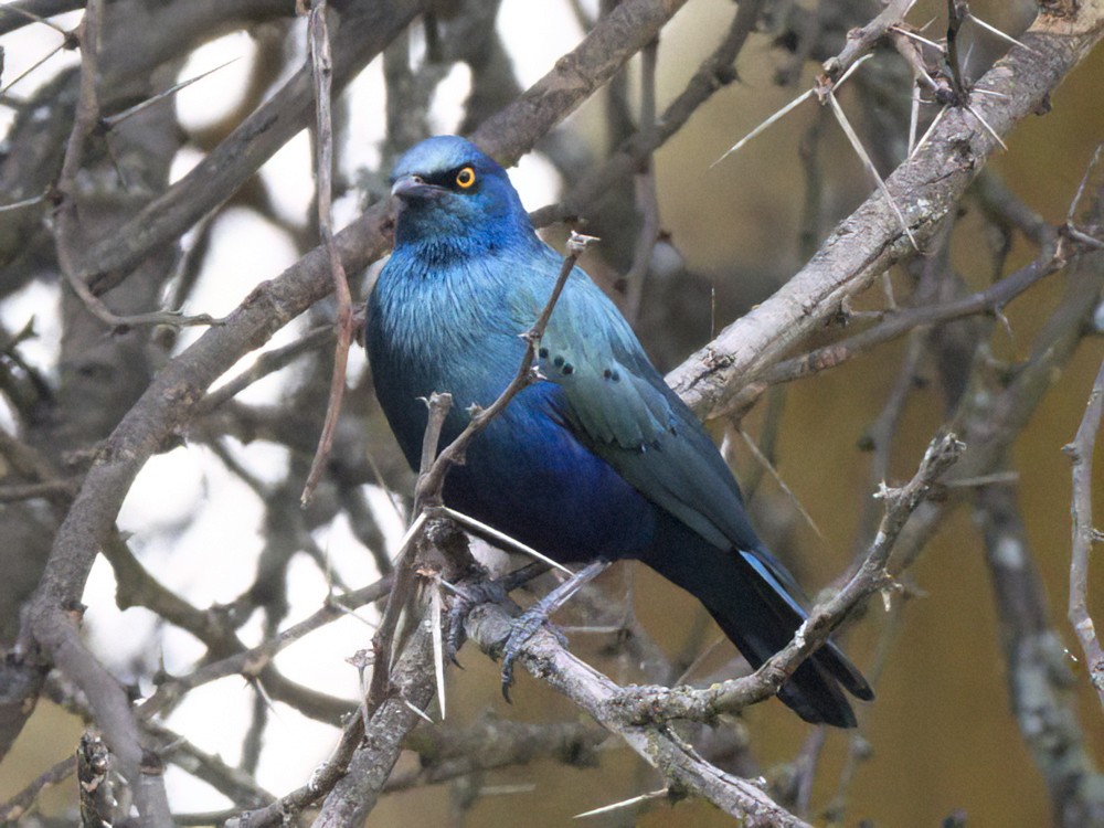 Greater Blue-eared Starling - ML615419692