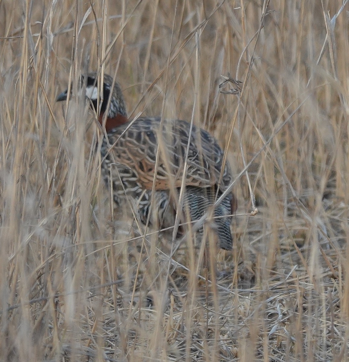 Black Francolin - ML615419718