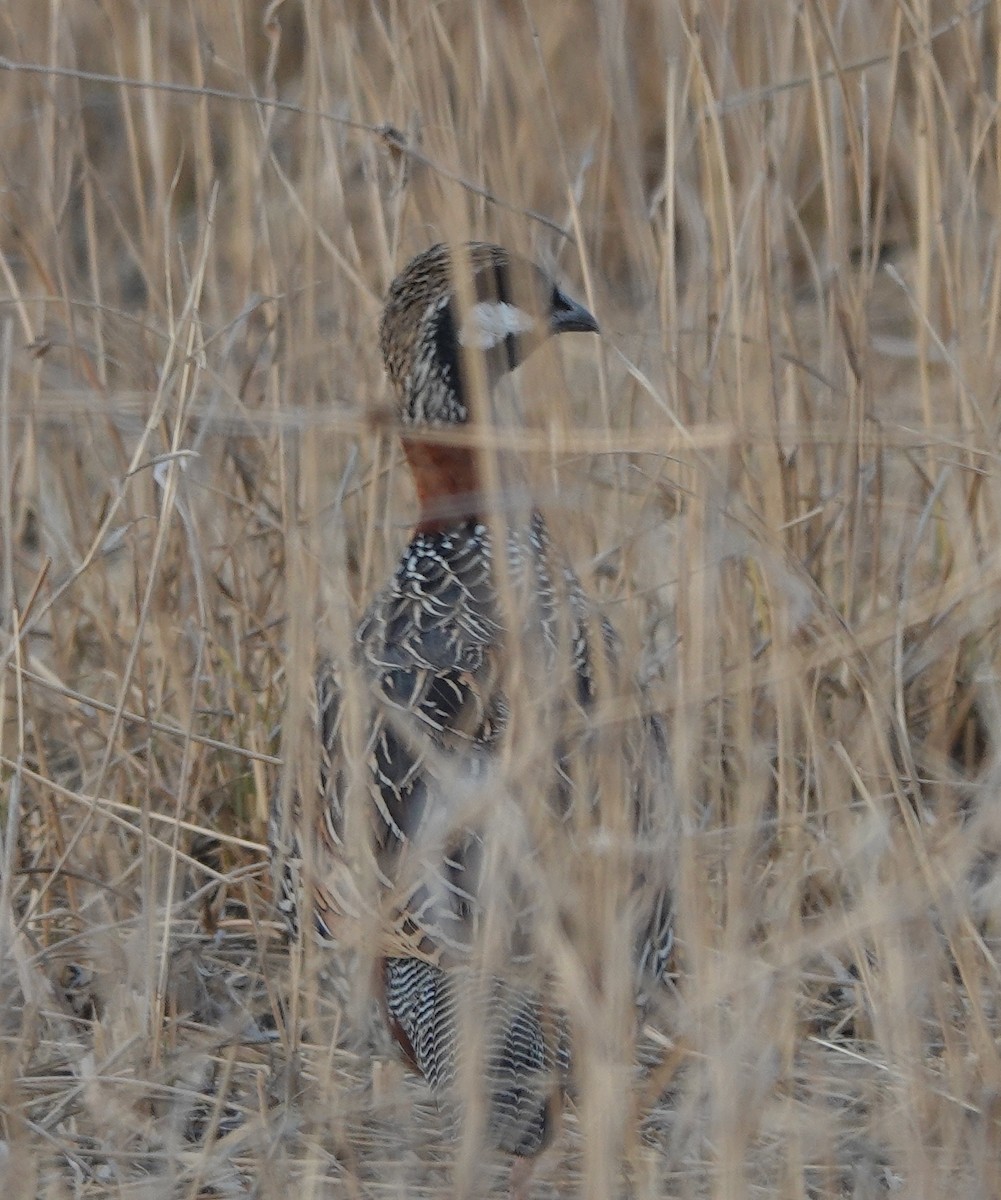 Black Francolin - ML615419719