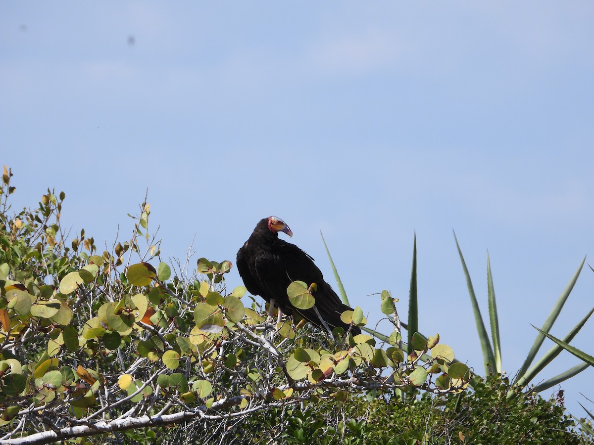 Lesser Yellow-headed Vulture - José  Paz