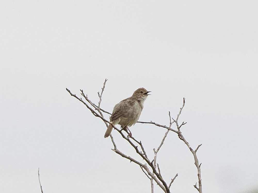 Rattling Cisticola - ML615419761