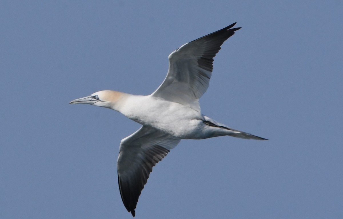 Northern Gannet - ML615419765