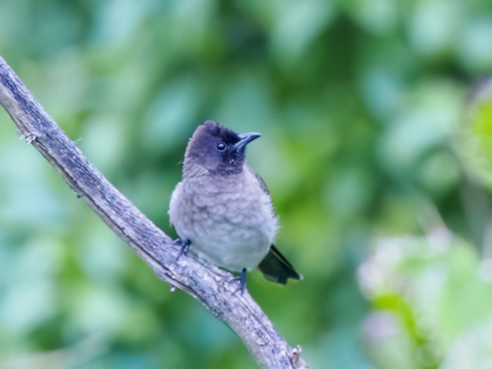 bulbul zahradní - ML615419793