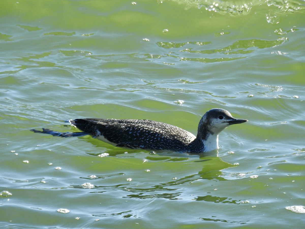 Red-throated Loon - ML615419800