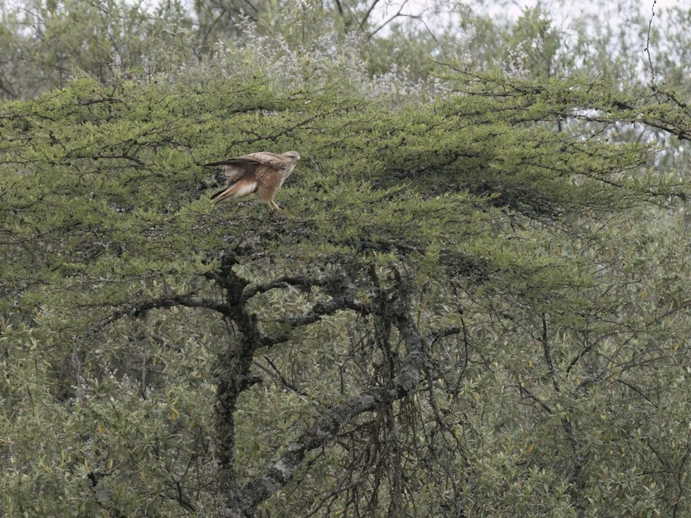 Common Buzzard - ML615419803