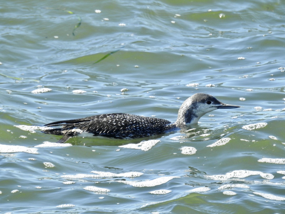 Red-throated Loon - ML615419804