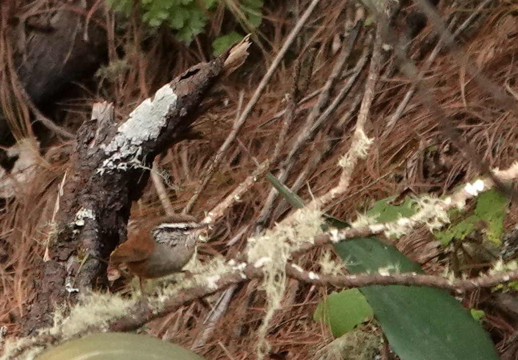 Gray-breasted Wood-Wren - Diane Drobka