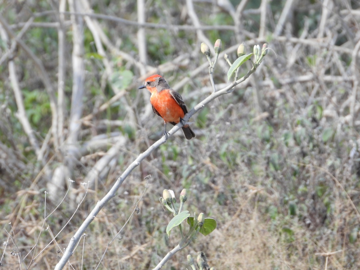 Vermilion Flycatcher - ML615419832