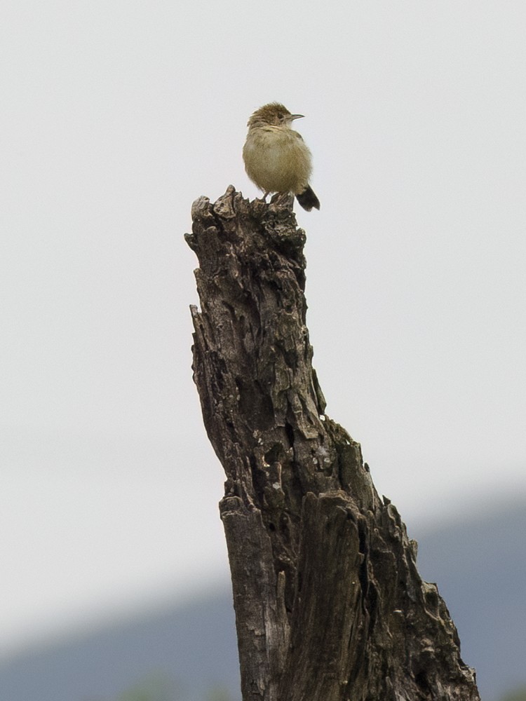 Rattling Cisticola - ML615419857