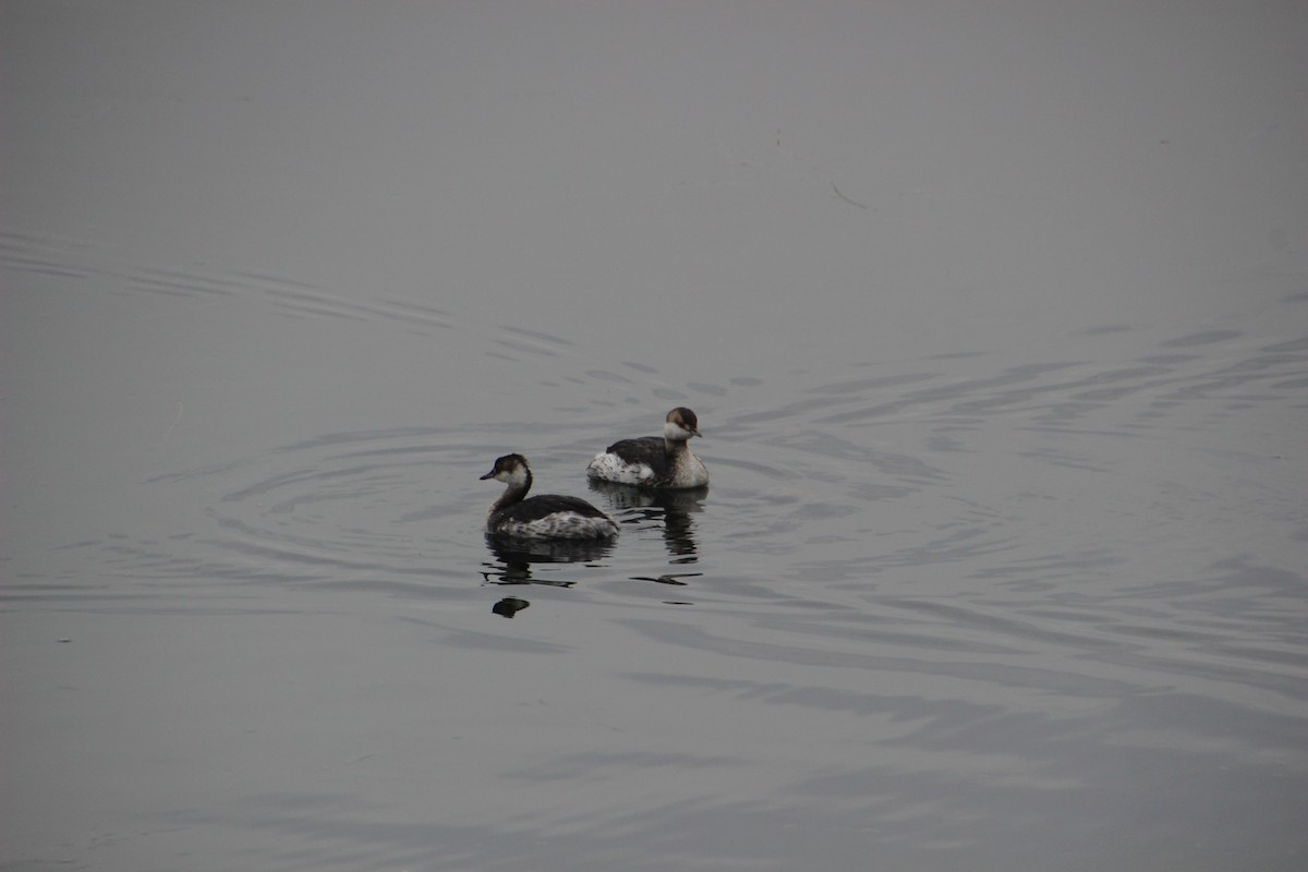 Horned/Eared Grebe - ML615419867