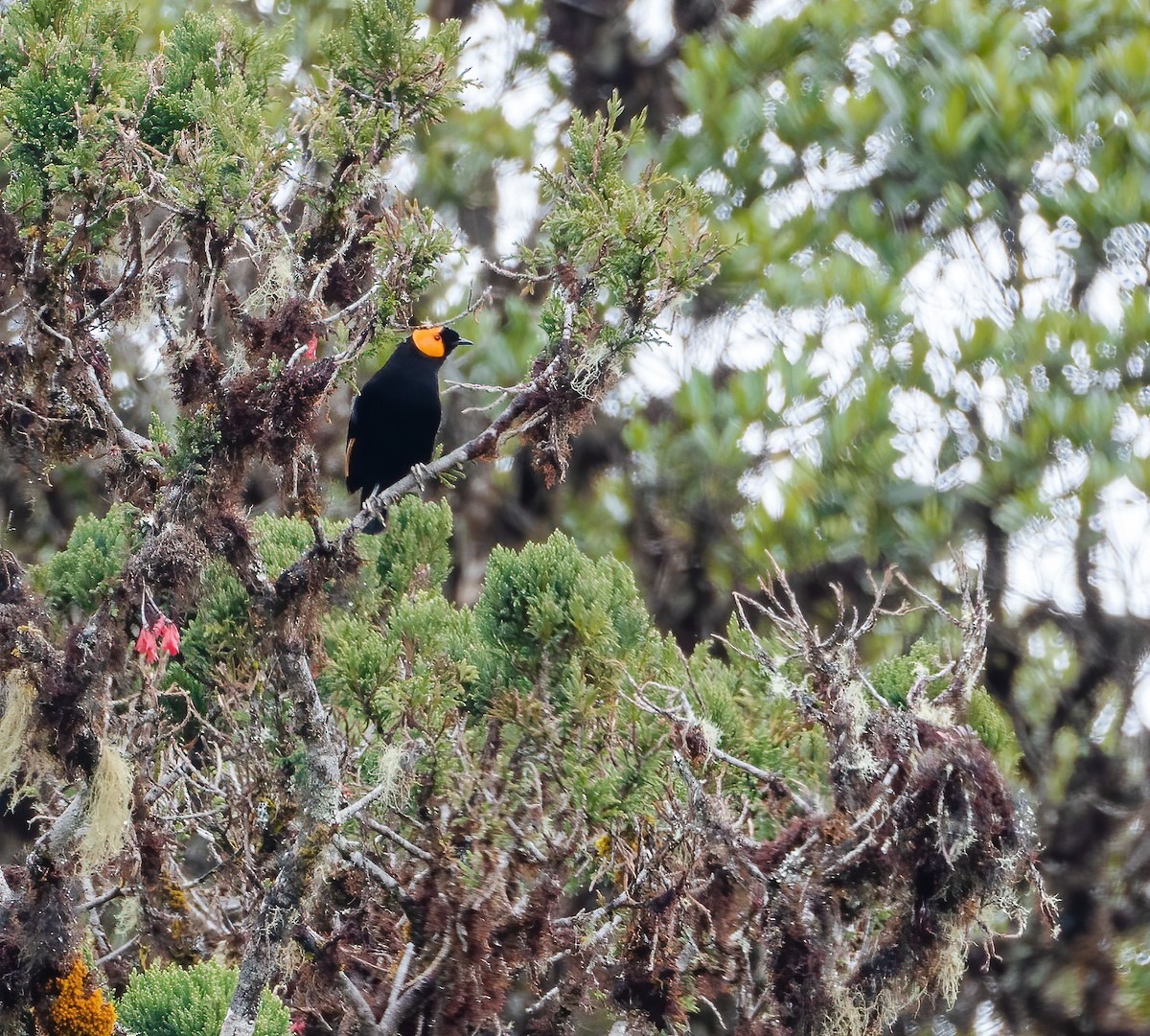 gulskjermhonningeter - ML615419906