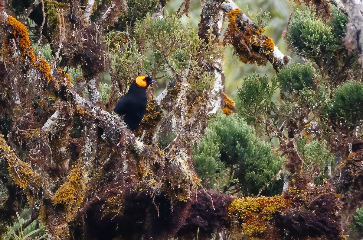 gulskjermhonningeter - ML615419907