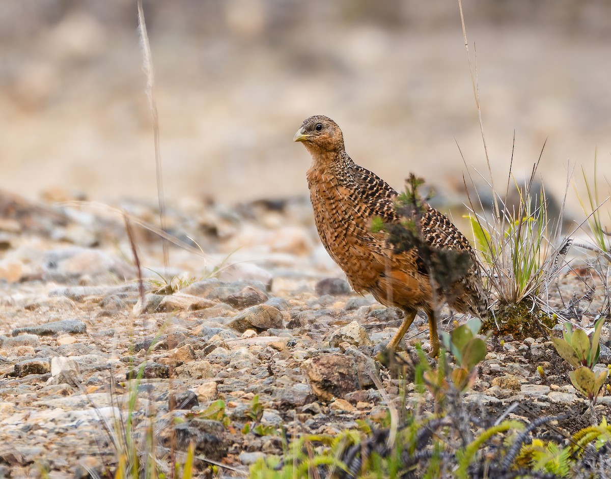 Snow Mountain Quail - ML615419925