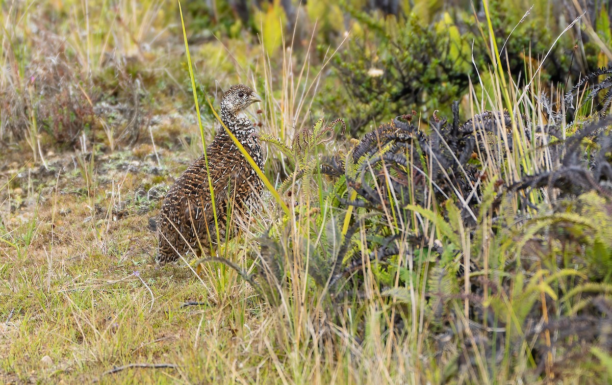 Codorniz Papú - ML615419926